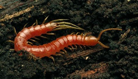 Century-Old Centipedes: These Ancient Arthropods Are Crawling Through Your Dreams!