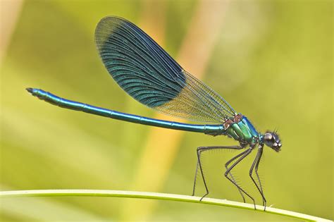 Damselfly: A Miniature Jewel That Shimmers Between Tranquility and Agile Hunting Prowess!