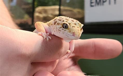  Eublepharis Macularius: Uma Jornada Fascinante Através da Natureza Noturna dos Geckos Leopard!