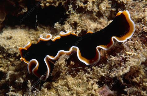  Eyelashed Flatworm: Uma Aventura Microscópica no Mundo Aquático de Predadores Vorazes!