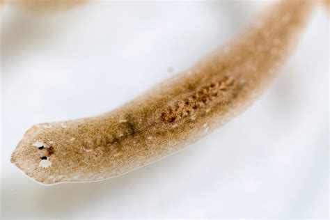  Free-Living Flatworm: This Microscopic Marvel Will Leave You Amazed With Its Regenerative Powers!