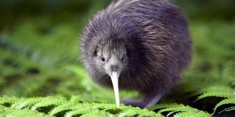 Kiwi! Descubra este pequeno voo incapaz com uma plumagem tão macia quanto um pijama de veludo!