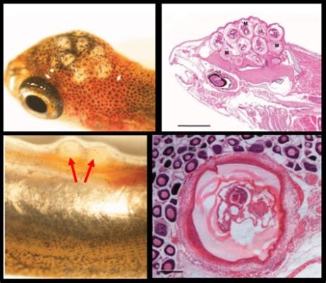  Kleiveri Trematode: Descubra o Parasita que Constrói Casas nas Guelras de Peixes!