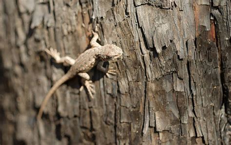  Lagarto! Uma Espécie Fascinante de Réptil Que Se Adapta com Precisão à Natureza Selvagem