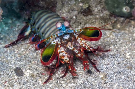  Mantis Shrimp: Descubra o Campeão de Pancadas Inacreditáveis no Mundo Aquático!