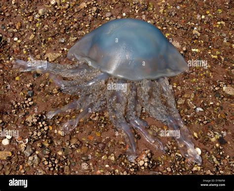  Rhizostoma pulmo: Desvendando os Mistérios de uma Medusae que se assemelha a um Prato de Jantar Gigante!