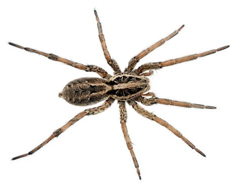  Wolf Spider: Uma Criatura Noturna Fascinante que Tece Redes Invisíveis de Sentidos Agudos!