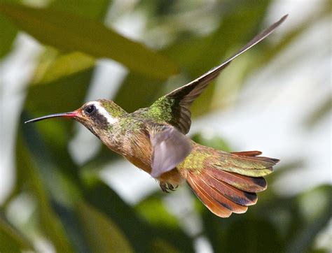  Xantus's Hummingbird: Conhecendo Uma Pequena Joia Voadora com um Canto Deslumbrante que Encanta a Todos!