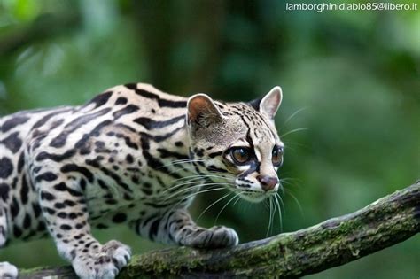  Zorro! Um animal de grande porte que se move com a graça de um gato selvagem em meio à natureza densa da América do Sul.