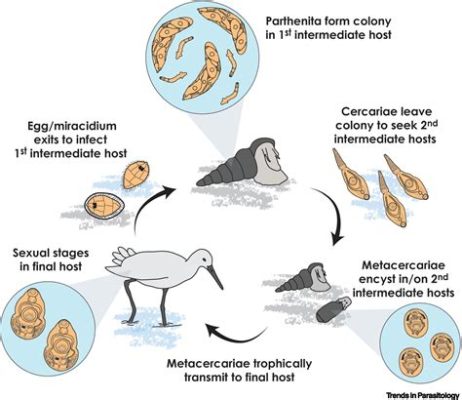  Alaria! Descubra o Parasita Trematode que Pode Afeta Peixes e Mamíferos com uma Fascinante História de Vida