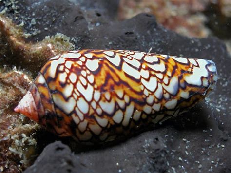  Cone Snail: A Slow Hunter With a Speedy Sting – Unveiling the Mystery of This Ocean Assassin