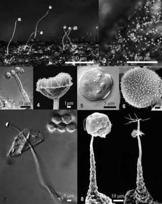  Echinostelium: Descubra este Fungo que se Move como um Caracol e Se Alimenta de Bactérias!