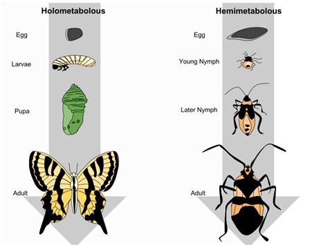  Imago! Um Olhar Fascinante Sobre a Metamorfose Completa e o Intrincado Estilo de Vida dos Insetos Imagoes