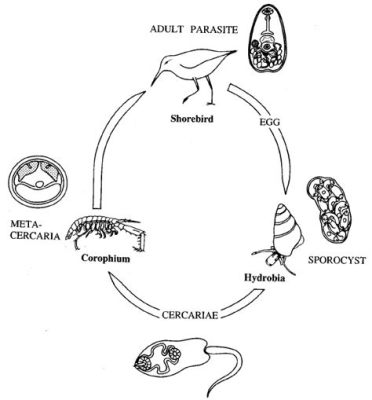  Neodermatopsis! Descubra o Fascinante Ciclo de Vida Desse Trematódeo Marinho