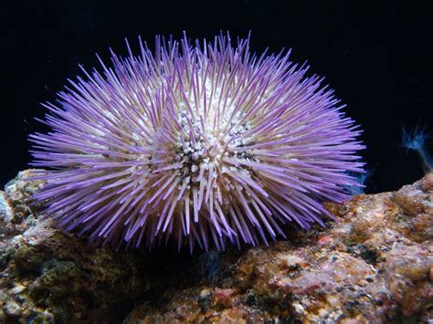  Ouriço-de-Mar! Uma Criatura Marinha Fascinante que Combina a Beleza da Joalheria com a Habilidade de um Mestre na Arte da Camuflagem