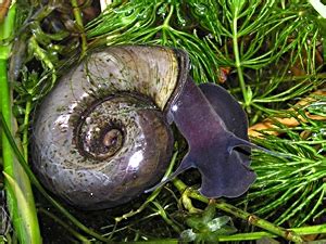  Ram’s Horn Snail!  A Gastropod Hiding Treasures Within Its Spiraled Shell