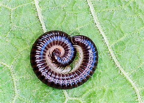  Worms That Walk! Discover the Marvelous World of the White-Legged Millipede