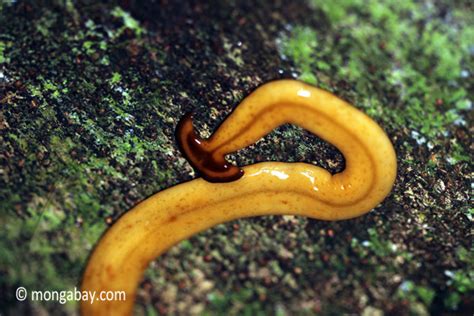  Yellow Planarian: A Curious Creature That Thrives Despite Missing Its Usual Body Parts